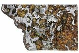 Seymchan Pallasite Meteorite Slice ( g) - Russia #305587-1